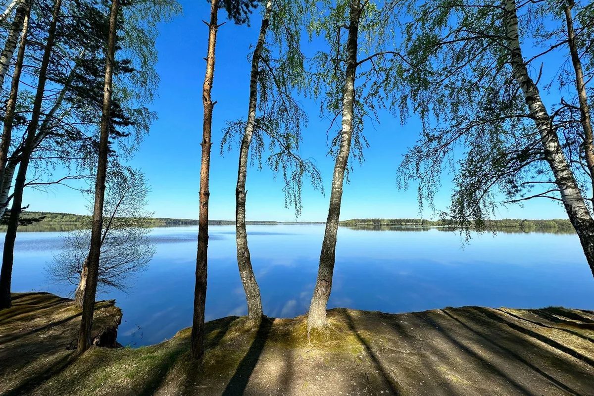 Берег Можайского водохранилища у базы: берёзы и гладкая вода