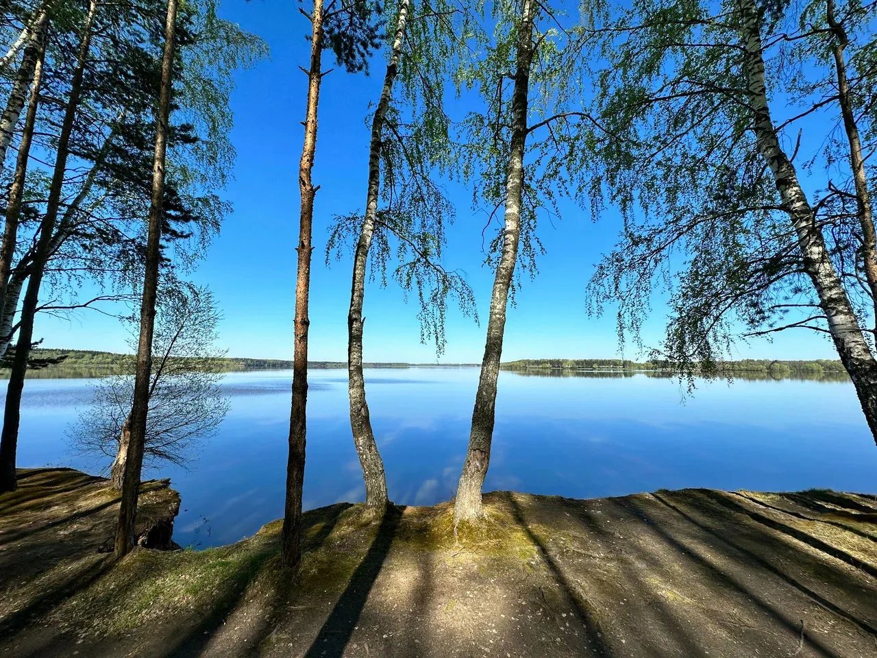 Берёзы на берегу Можайского водохранилища